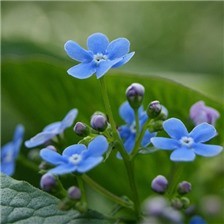 唯美的紫蓝色勿忘我花图片