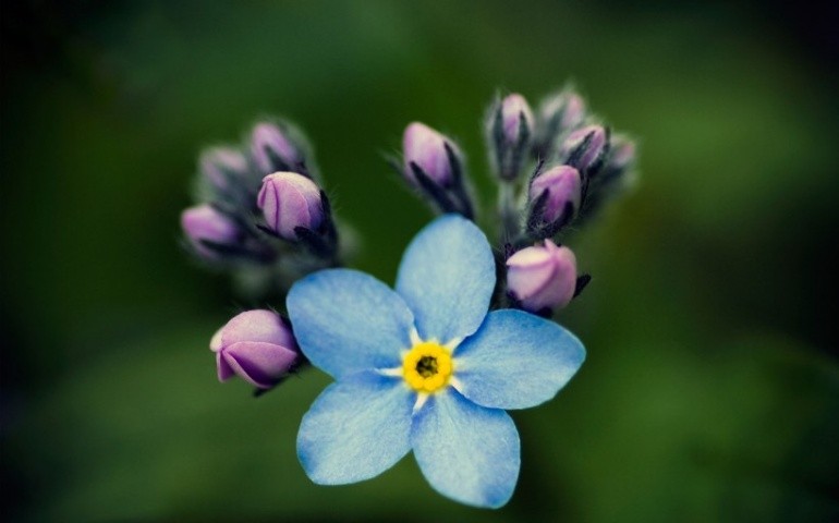 勿忘我的高清图片唯美